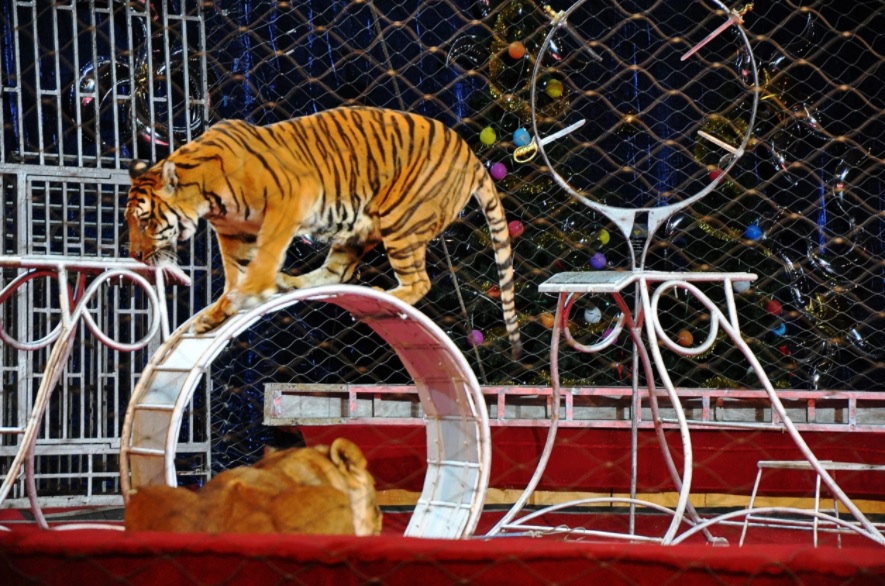 Circo Kino con gli animali, scatta la rivolta