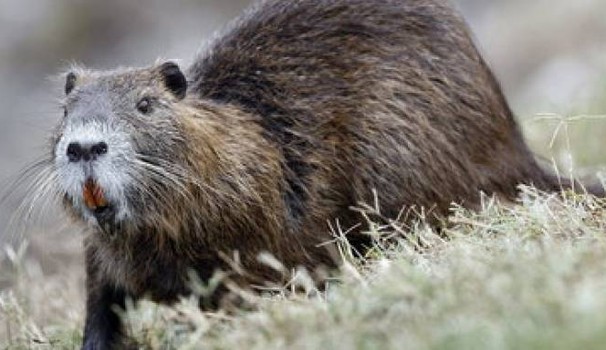 Nutrie, per difendere i campi qualcuno pensa … alla corrente