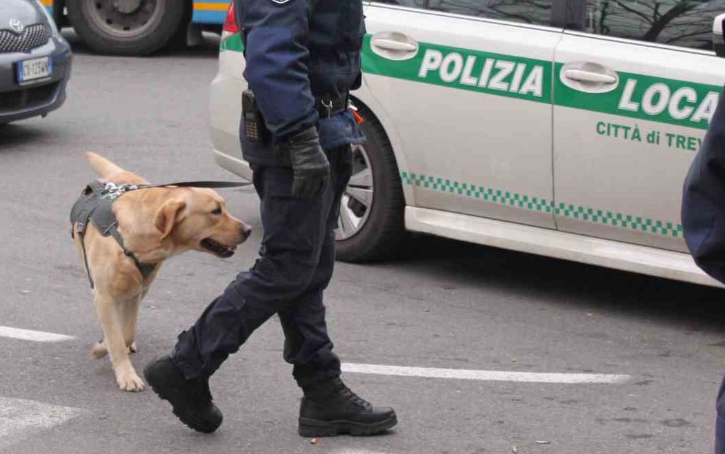 “Trevi” va in pensione, per fiutare la droga a Treviglio arriva Atena