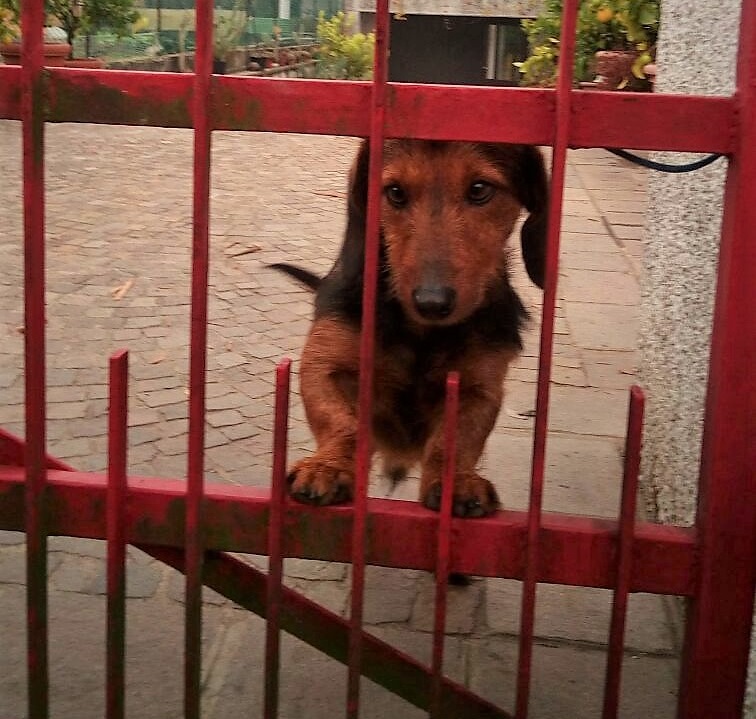 Cane avvelenato col topicida salvo per miracolo