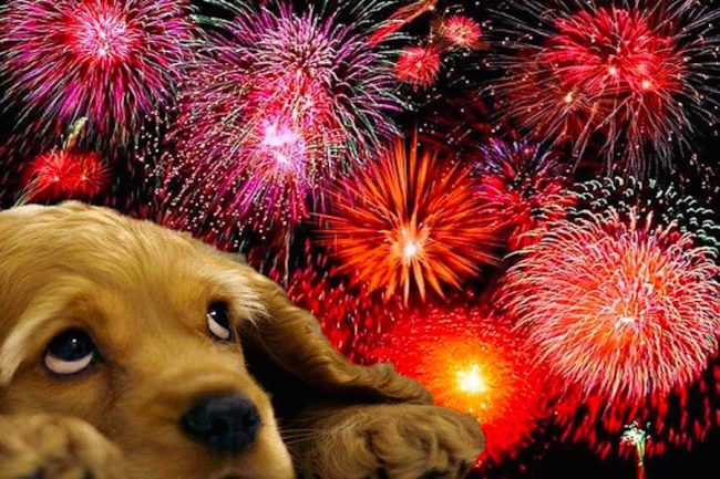 Qualche regola per evitare un capodanno da cani