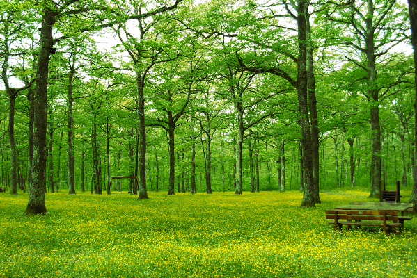 Parte il crowdfunding per far nascere il Bosco della memoria