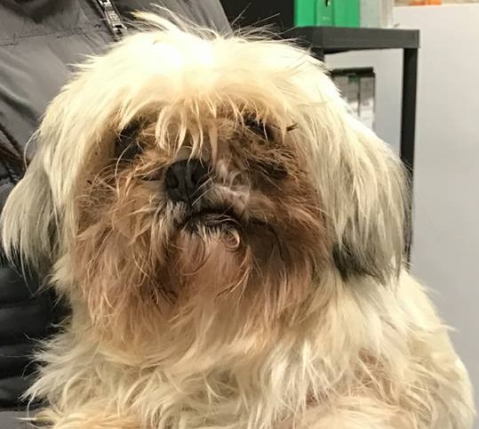 Cane buttato dal finestrino in un sacchetto