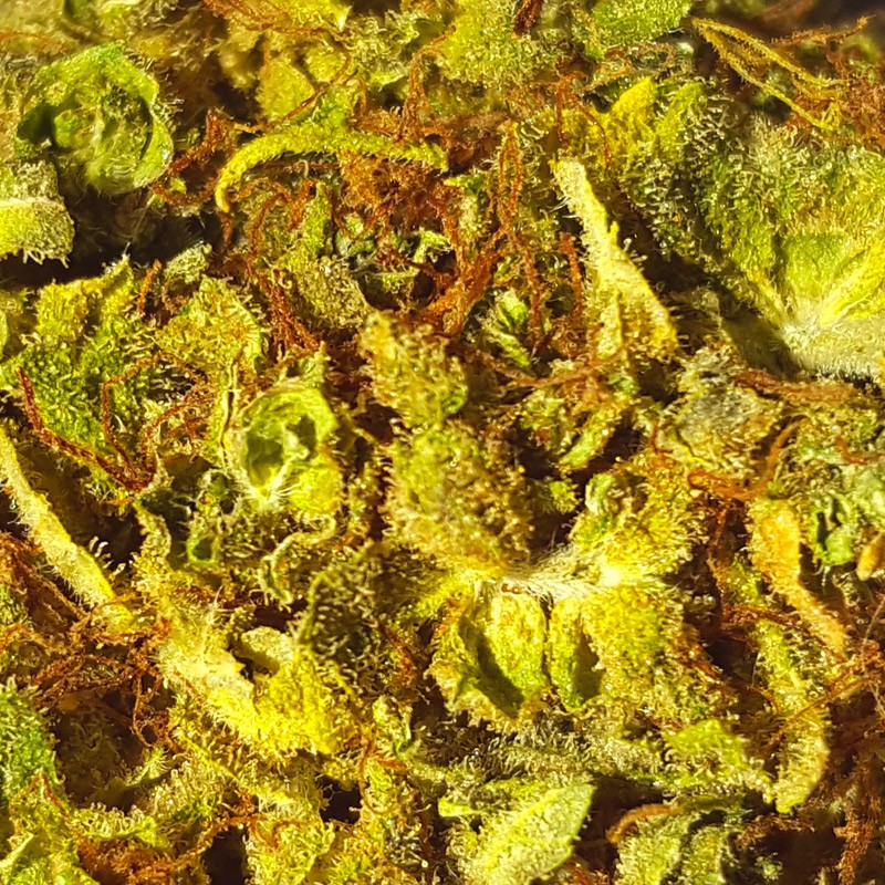 Cannabis light, parte la vendita a Bergamo