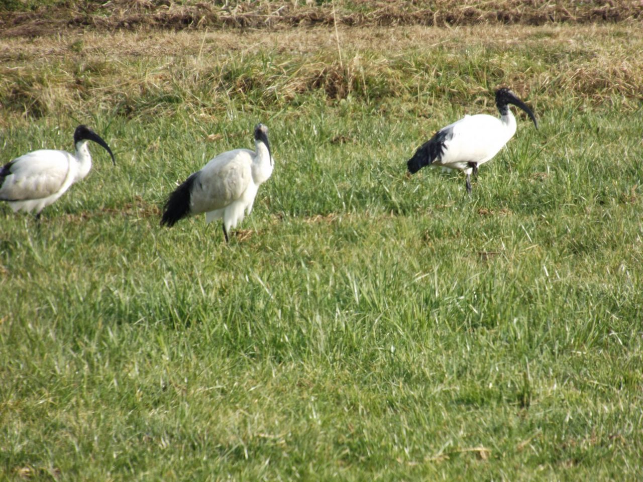 Ibis egiziano vola nei cieli agnadellesi