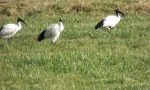 Ibis egiziano vola nei cieli agnadellesi