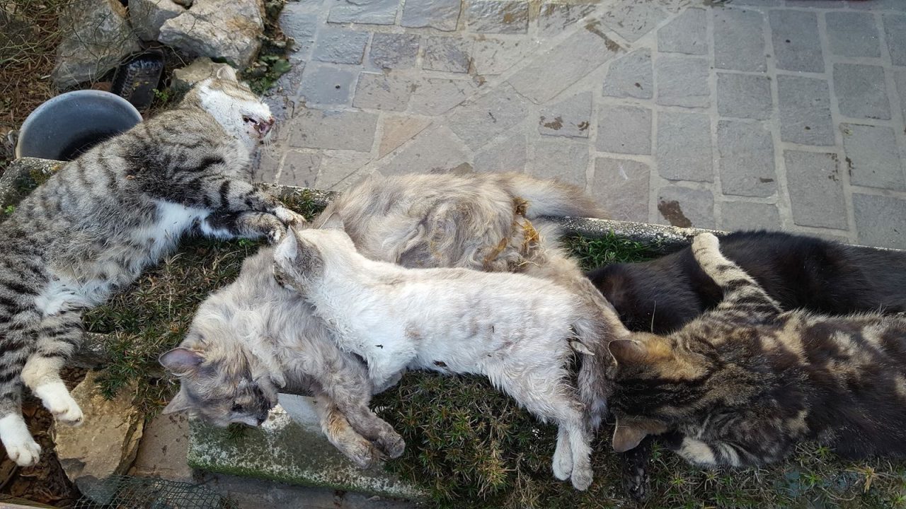 Gatti avvelenati nella notte e scatta l’allarme su Facebook
