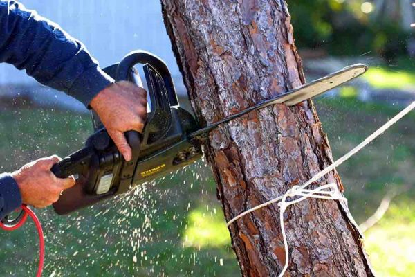 “Alberi sacrificati dall’incompetenza”, polemica sul parcheggio
