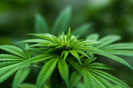 Cannabis legale boom di negozi più di 400 i rivenditori in Italia