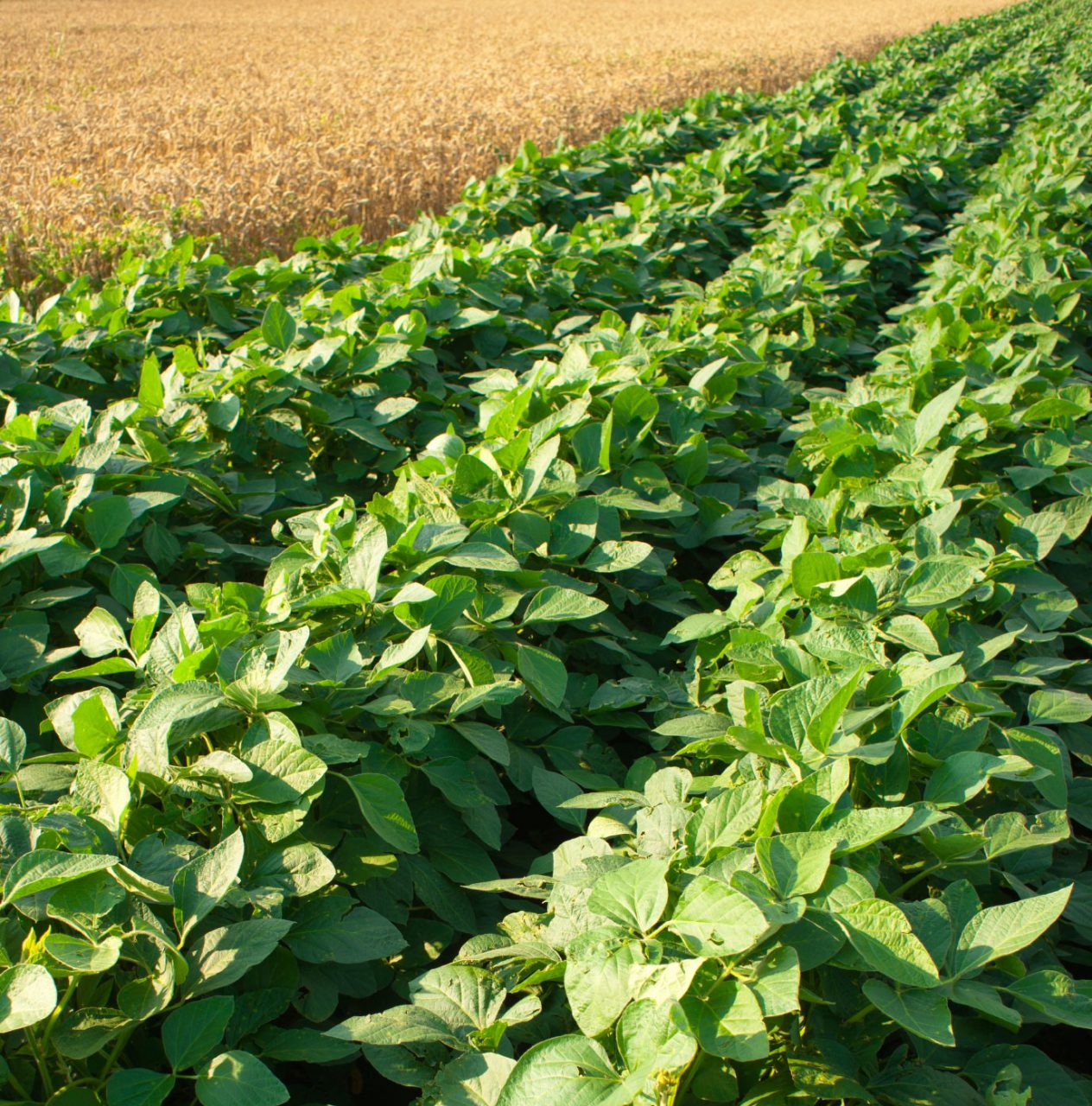 Puzze di broccolo in paese, sono le cover crops