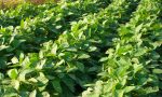 Puzze di broccolo in paese, sono le cover crops