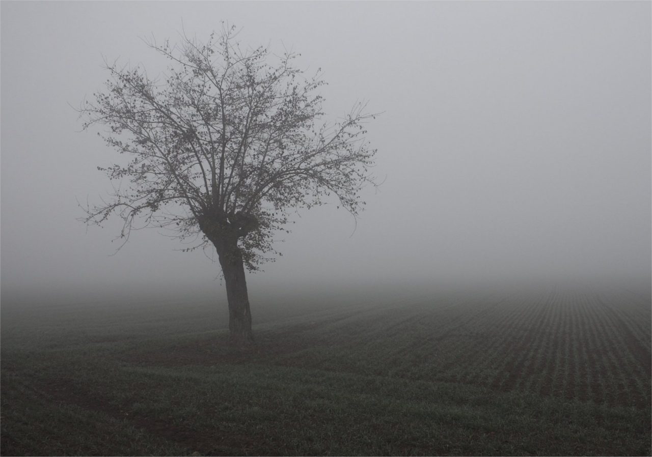 Tempo stabile nei prossimi giorni ma anche tanta nebbia PREVISIONI METEO