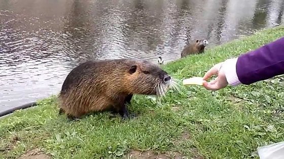 Parco per bambini blindato dalle nutrie