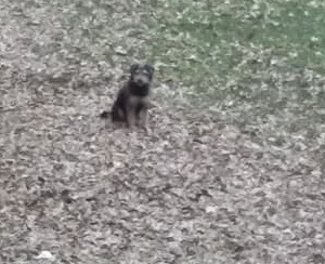 Cane nel fossato della Rocca soccorso da un passante