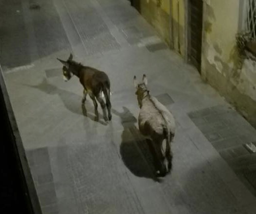 Asini in fuga per le vie del centro: “Sono i nostri politici” – Foto