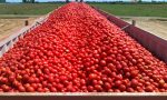 Prezzo pomodori, ok all'accordo: all'agricoltore meno di otto cent al chilo