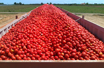 Prezzo pomodori, ok all'accordo: all'agricoltore meno di otto cent al chilo