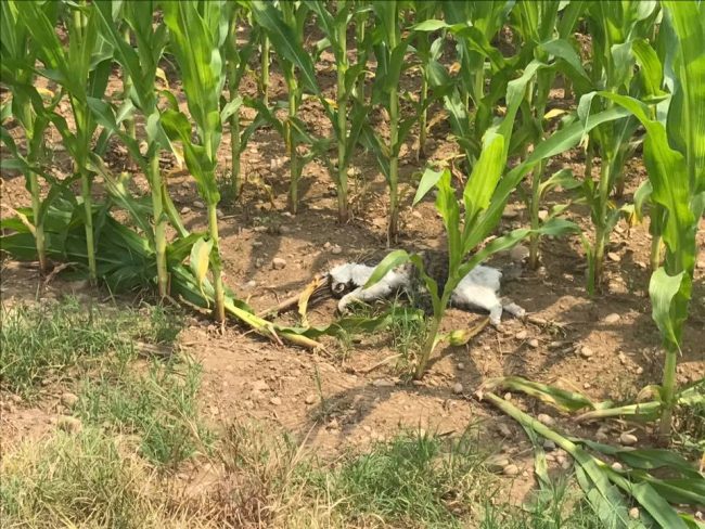 Gatto ucciso da un proiettile
