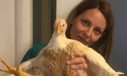 Gallina in fuga, si getta dal camion per sfuggire al macello