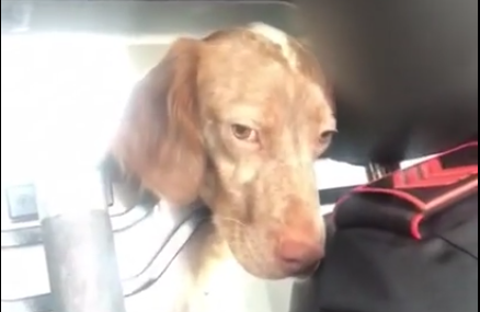 Carabinieri salvano cane e rischiano la sanzione disciplinare VIDEO