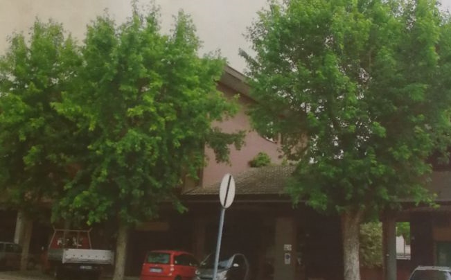 Via i tigli di viale Ungaretti, erano malati