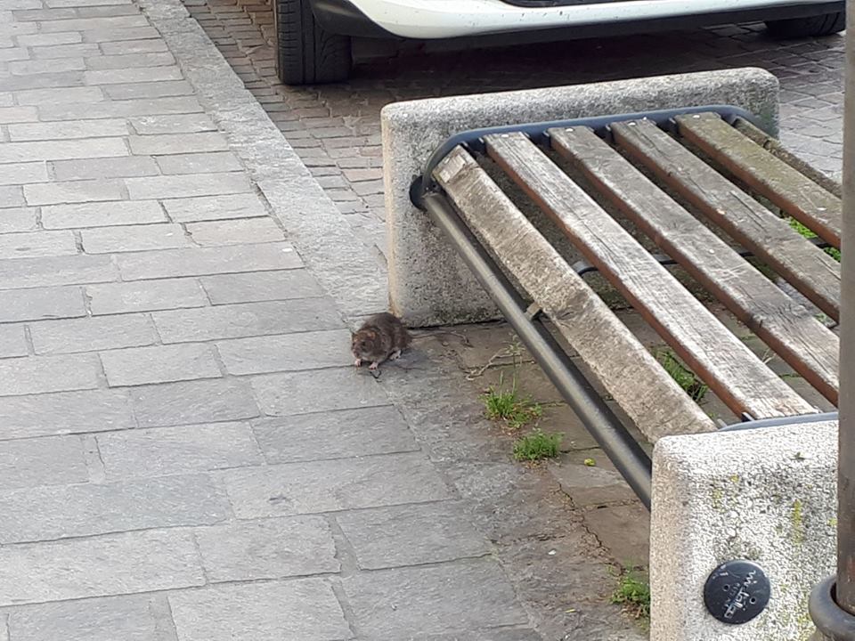 Topi in piazza, la minoranza avvisa il sindaco