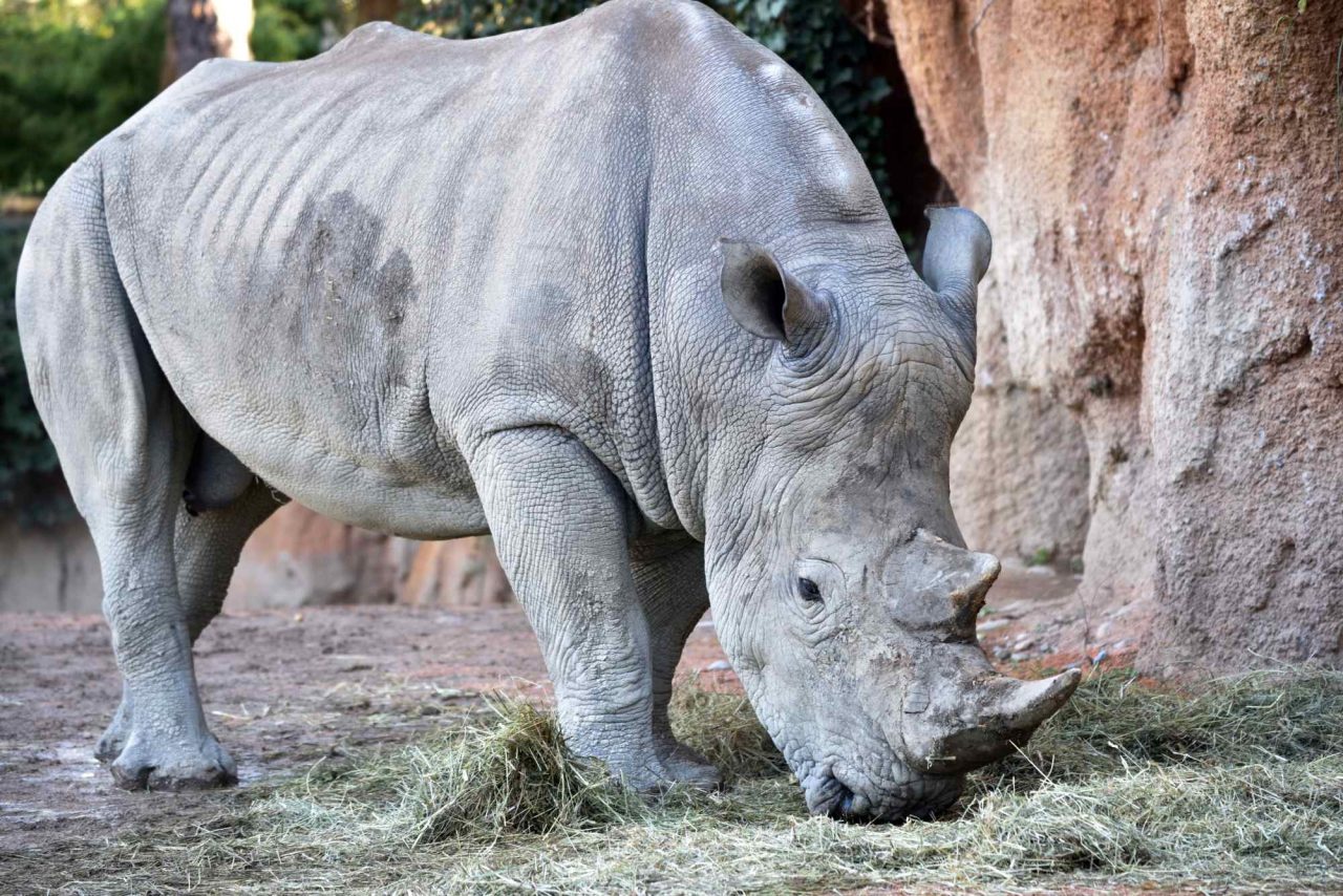 Pancho il rinoceronte bianco sbarca al Parco faunistico Le Cornelle FOTO
