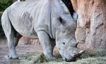 Pancho il rinoceronte bianco sbarca al Parco faunistico Le Cornelle FOTO