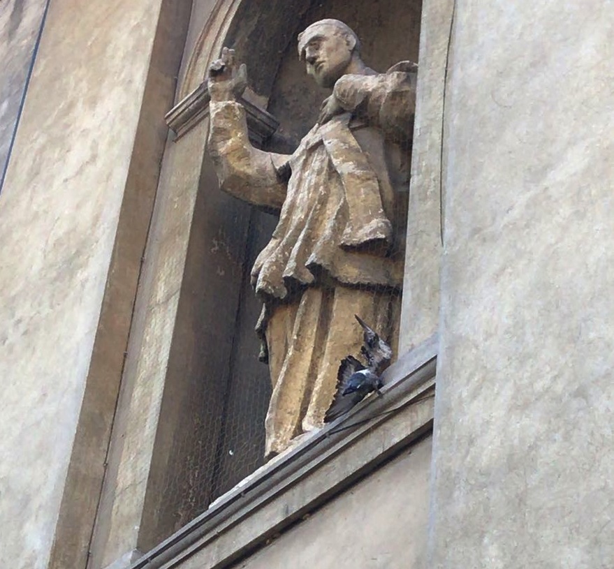 Piccoli di piccione murati dentro il caseggiato