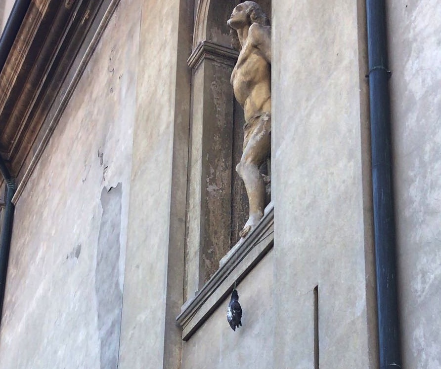 Piccioni impigliati nelle reti della chiesa, il parroco: “Li rimuoveremo”