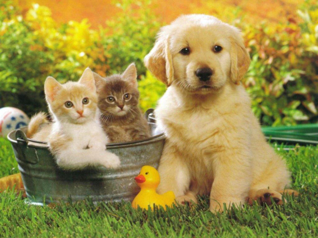 Garante degli animali, la nomina a Sara Resmini