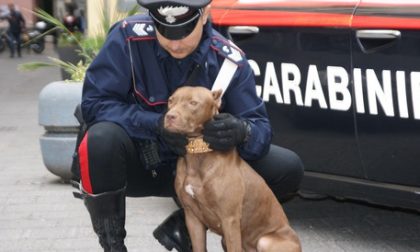 Cani da guardia per proteggere la droga, barista arrestata