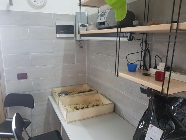 Fruttivendolo vendeva marijuana sequestrati due quintali di stupefacenti