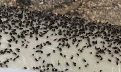 Allarme mosche in paese per focolai di larve