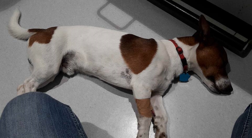 Cane ferito da un colpo di pistola mentre gioca in giardino