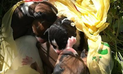 Cuccioli abbandonati in un sacchetto salvati da una bambina FOTO