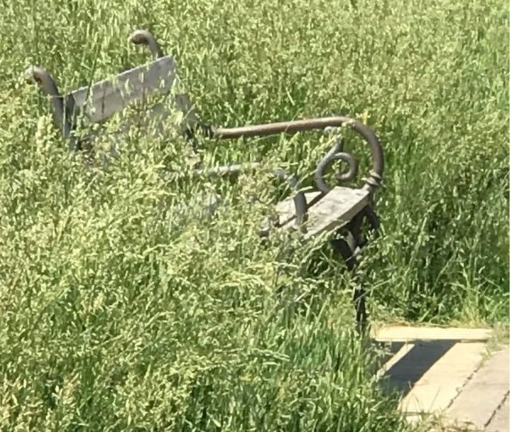 Safari nella Bassa: erba alta come nella giungla FOTO