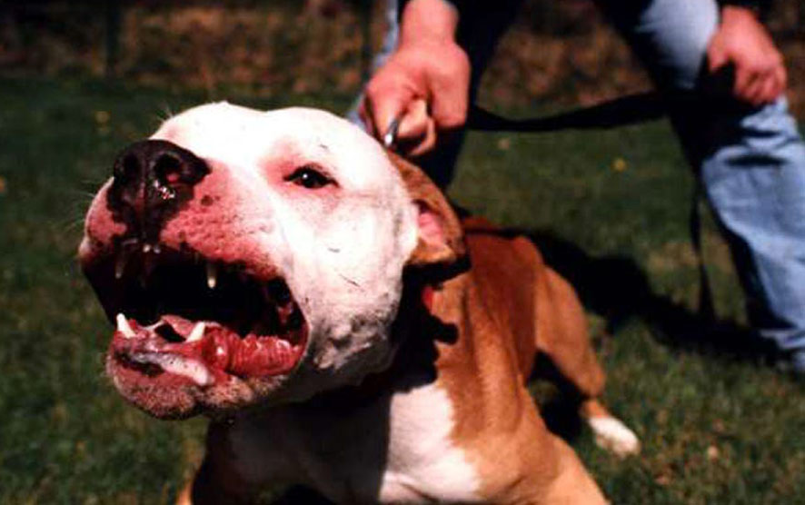 Pitbull lo azzanna, 44enne in ospedale