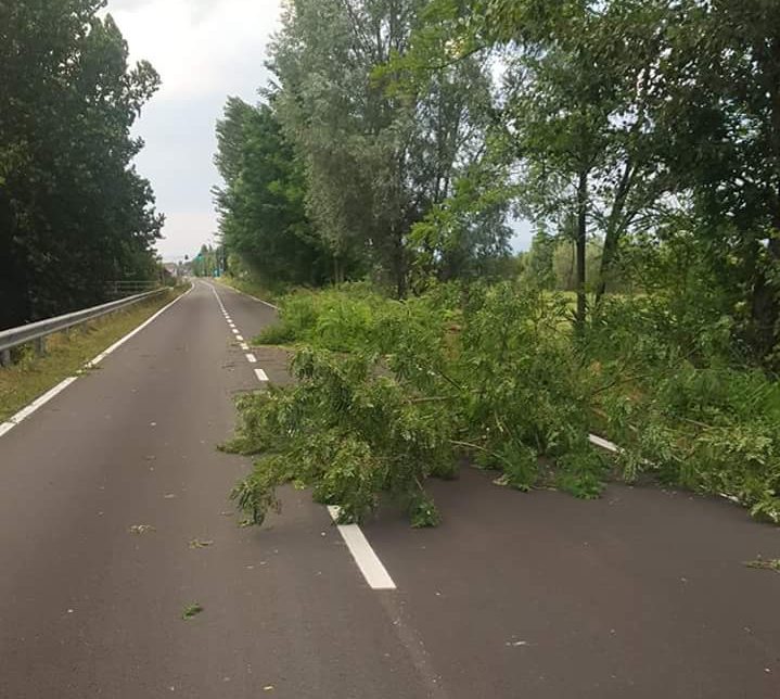 Albero in strada tra Torre Pallavicina e Soncino
