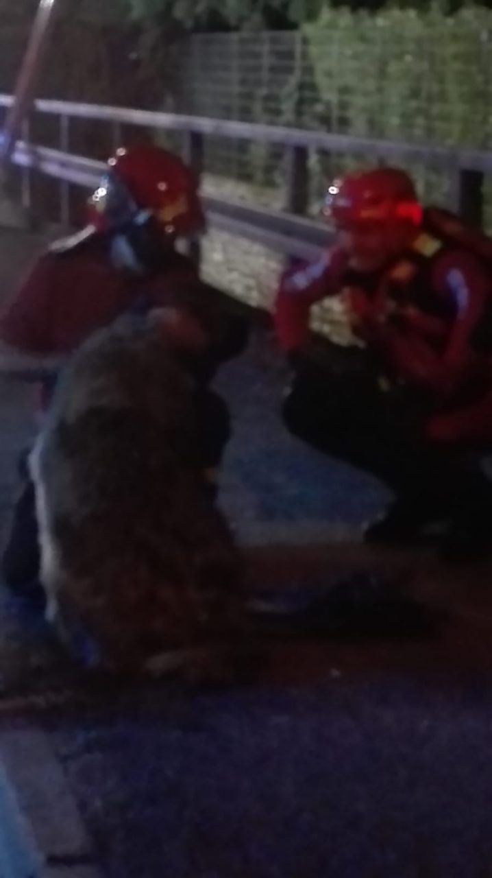 cane finisce nella roggia a Canonica