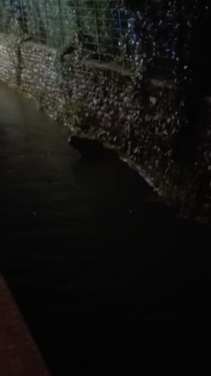 cane finisce nella roggia a Canonica