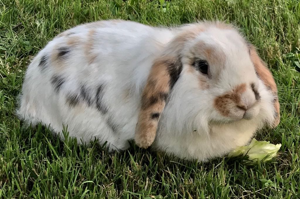 Coniglietta abbandonata in un giardino, Dora ha trovato una nuova casa