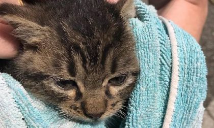 Gattino salvato dalla Polizia locale in cerca di adozione