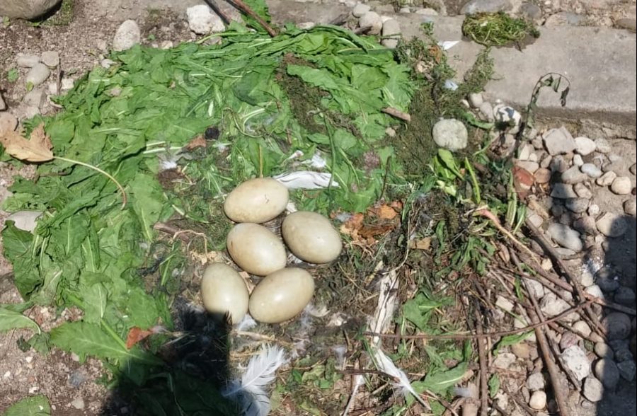 Un’intera covata di cigni “sbranata” da un ospite indesiderato