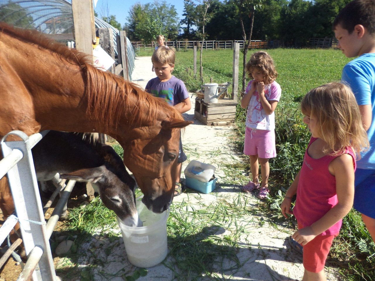 Cascina Pezzoli, dove i bimbi tornano alle origini