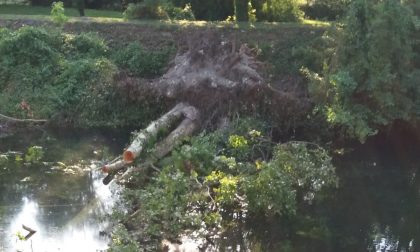 Albero caduto nel canale del Linificio, serve un braccio meccanico da trenta metri