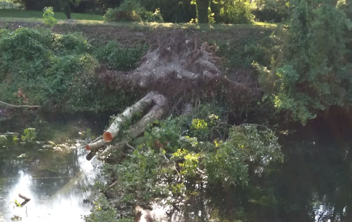 Albero caduto nel canale del Linificio, serve un braccio meccanico da trenta metri