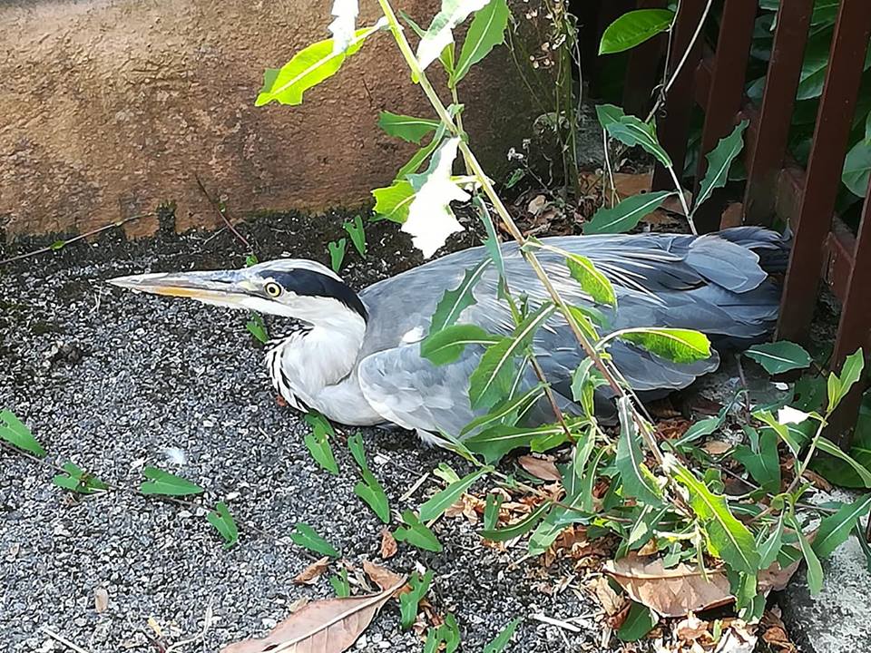 Airone ferito salvato a Cologno