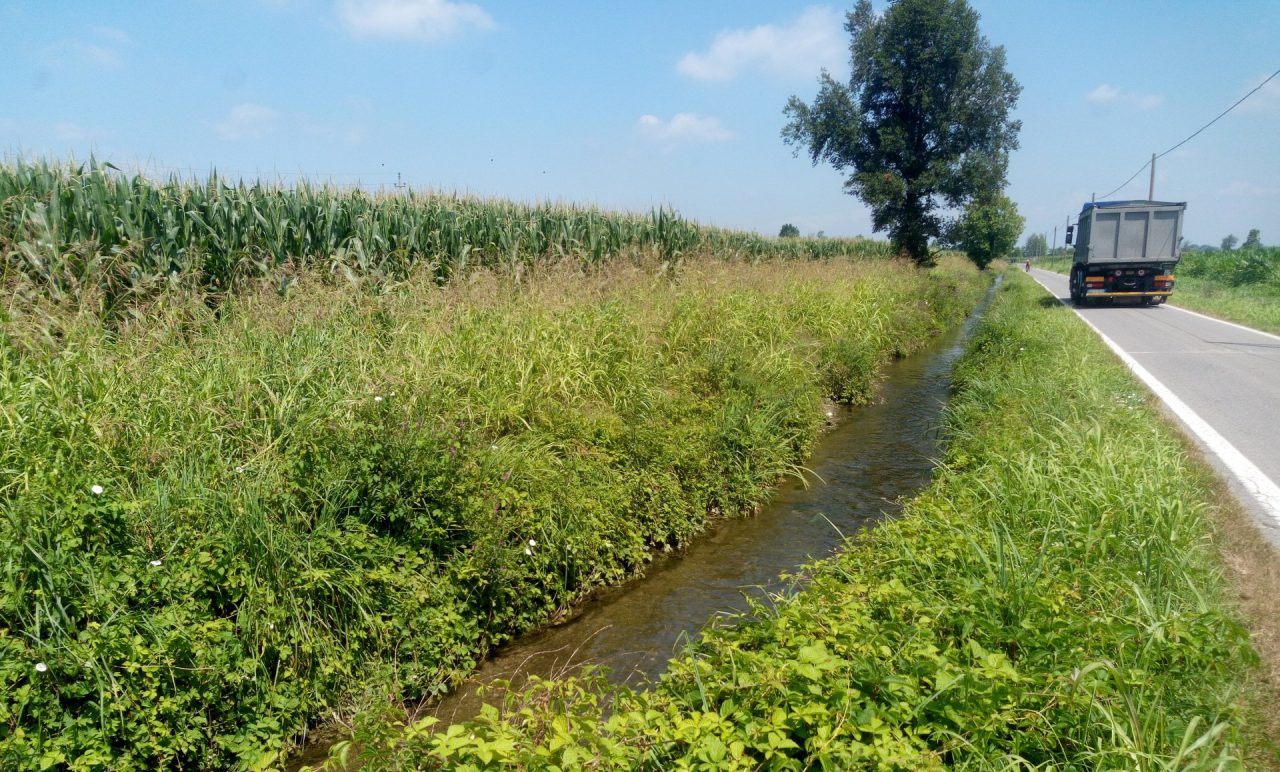 Piantumare i campi per salvare il Cremasco dal “deserto agricolo”
