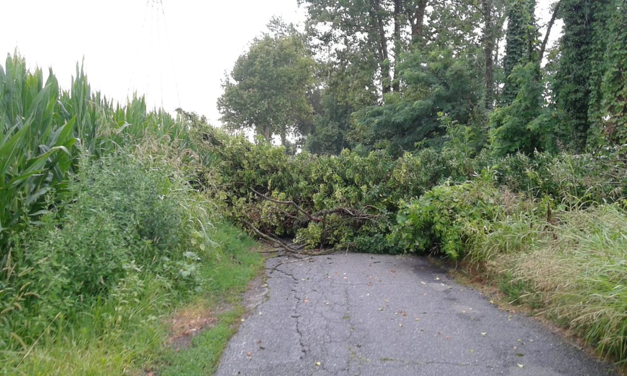 Albero caduto in via del Bosco intervengono i pompieri